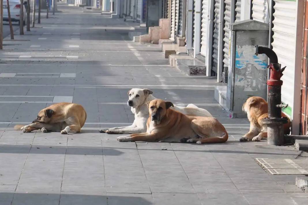 İletişim Başkanlığı vatandaşa sordu: Sokak köpekleri ülke için sorun mu? 5