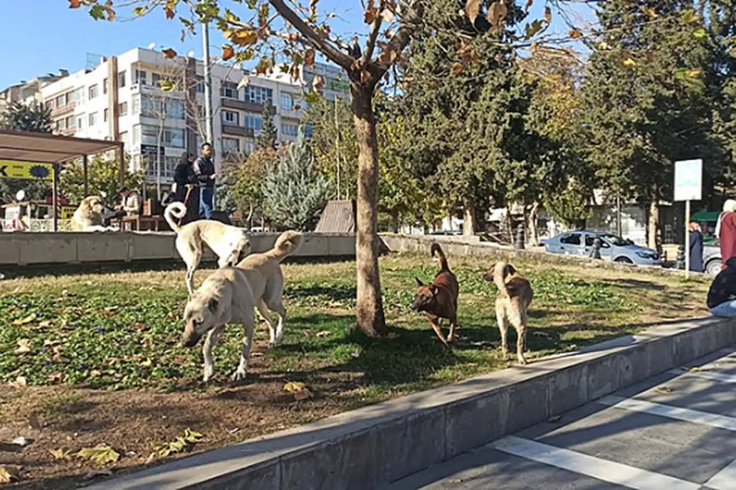 İletişim Başkanlığı vatandaşa sordu: Sokak köpekleri ülke için sorun mu? 6