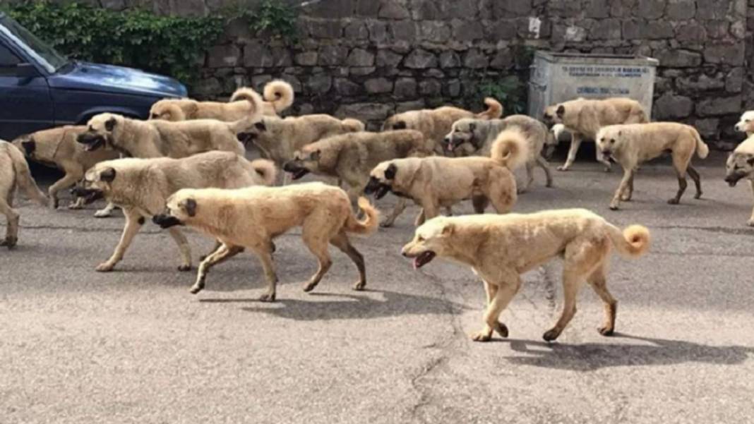 İletişim Başkanlığı vatandaşa sordu: Sokak köpekleri ülke için sorun mu? 7