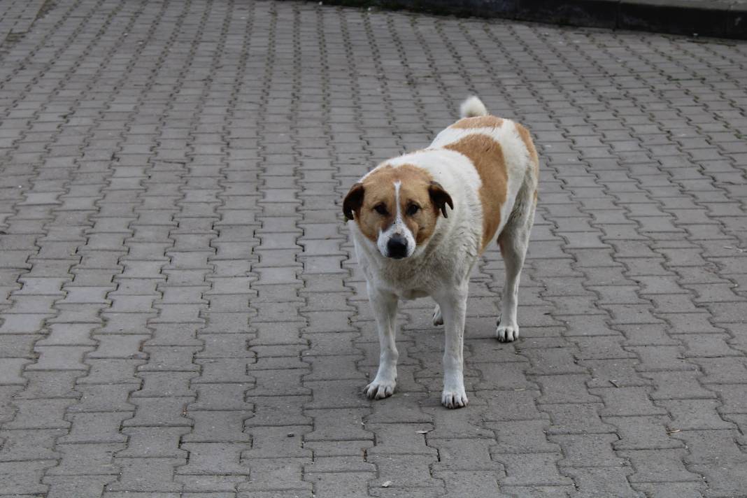 İletişim Başkanlığı vatandaşa sordu: Sokak köpekleri ülke için sorun mu? 8