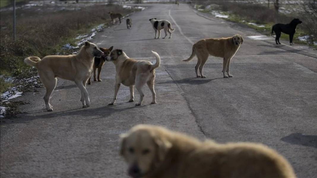 İletişim Başkanlığı vatandaşa sordu: Sokak köpekleri ülke için sorun mu? 9