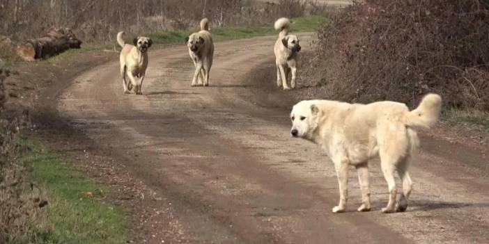 İletişim Başkanlığı vatandaşa sordu: Sokak köpekleri ülke için sorun mu?