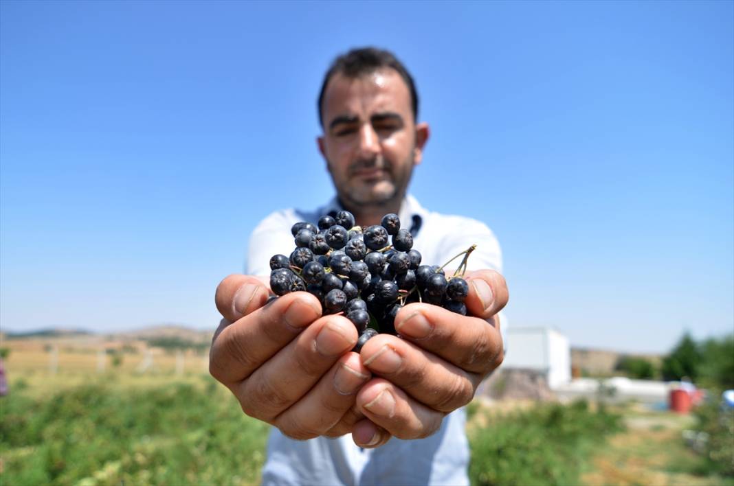 Adını bile bilen yokken Konya’da yetiştirdi! Her derde deva 1