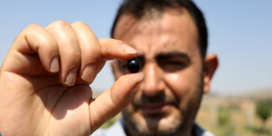 Adını bile bilen yokken Konya’da yetiştirdi! Her derde deva 7