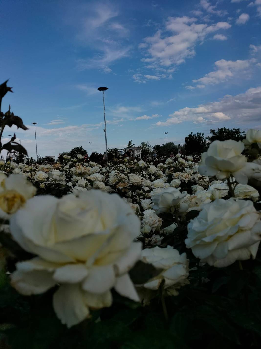 Karatay Gül Bahçesi Parkı yeni sezon için kapılarını açtı 11