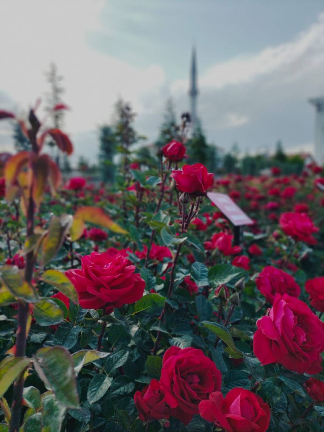 Karatay Gül Bahçesi Parkı yeni sezon için kapılarını açtı 8