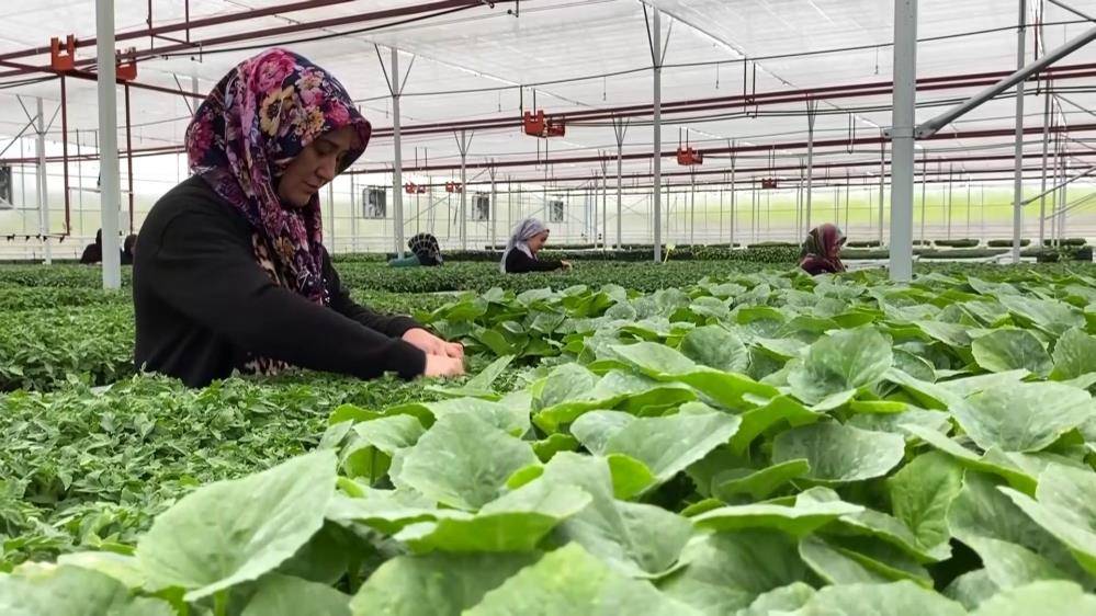 Bozkırda kurdu, 12 kişiye iş kapısı açtı, taleplere yetişemiyor 1