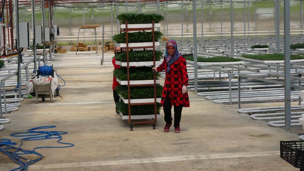 Bozkırda kurdu, 12 kişiye iş kapısı açtı, taleplere yetişemiyor 5