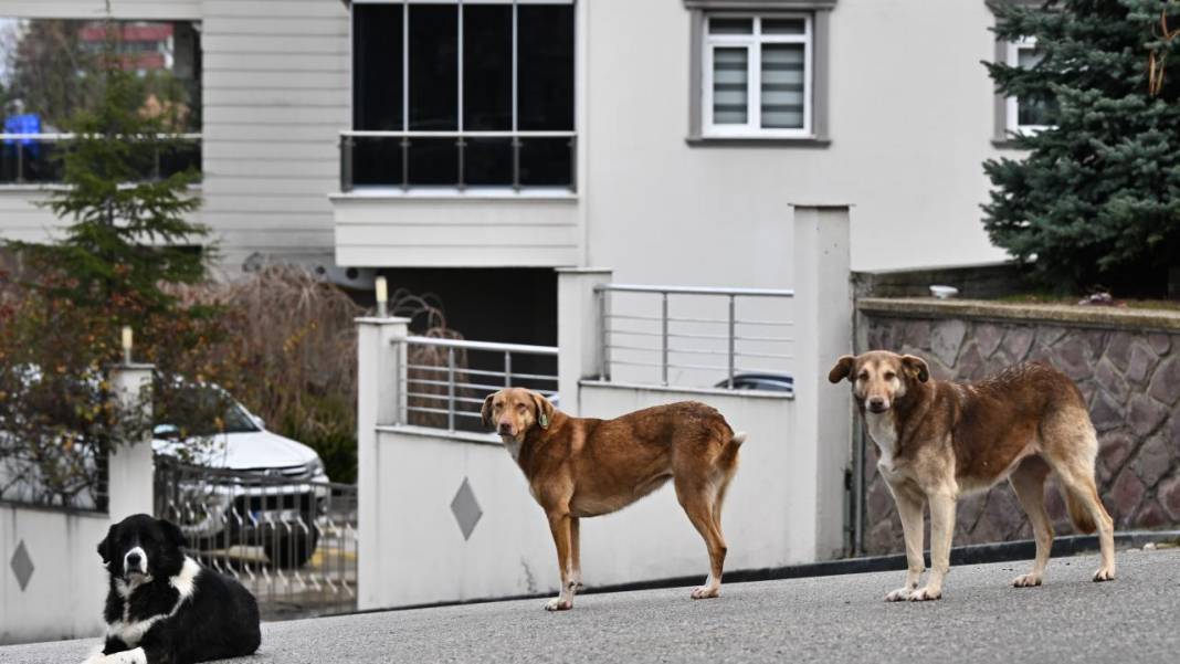 Kuduz köpeğin ısırdığı çocuk öldü! Yakınları hayvanların toplatılmasını istiyor 10