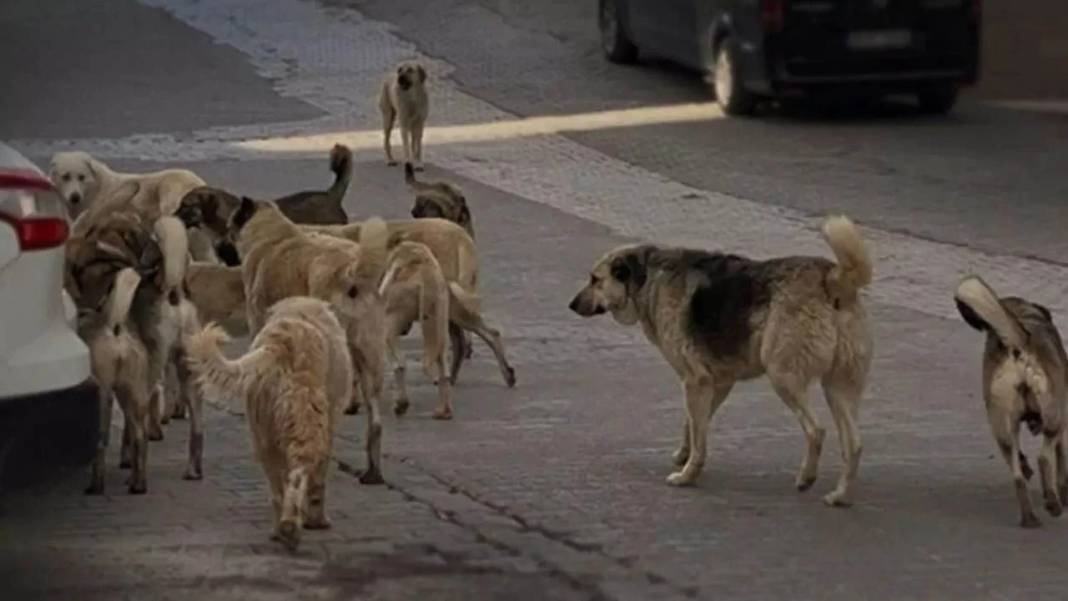 Kuduz köpeğin ısırdığı çocuk öldü! Yakınları hayvanların toplatılmasını istiyor 3