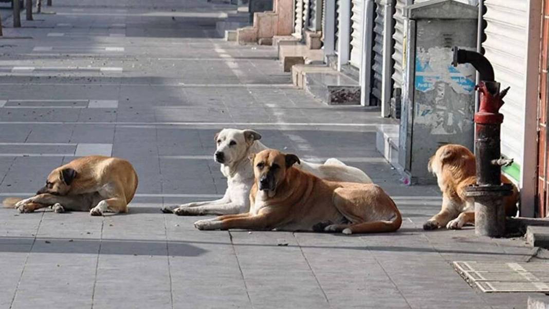 Kuduz köpeğin ısırdığı çocuk öldü! Yakınları hayvanların toplatılmasını istiyor 7