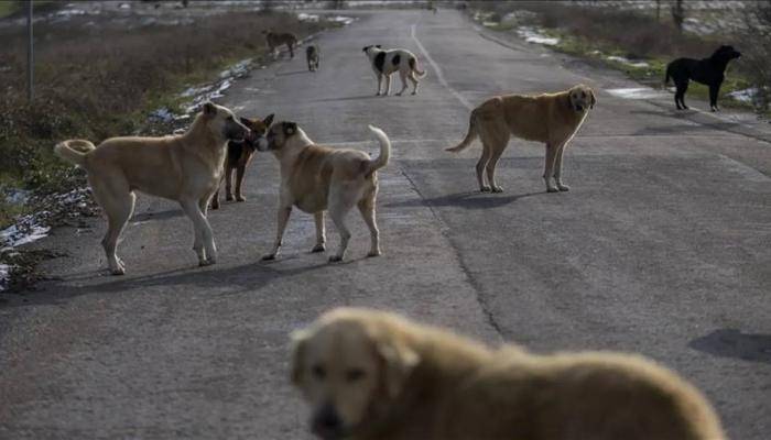 Kuduz köpeğin ısırdığı çocuk öldü! Yakınları hayvanların toplatılmasını istiyor 8