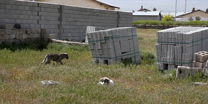 Kuduz köpeğin ısırdığı çocuk öldü! Yakınları hayvanların toplatılmasını istiyor