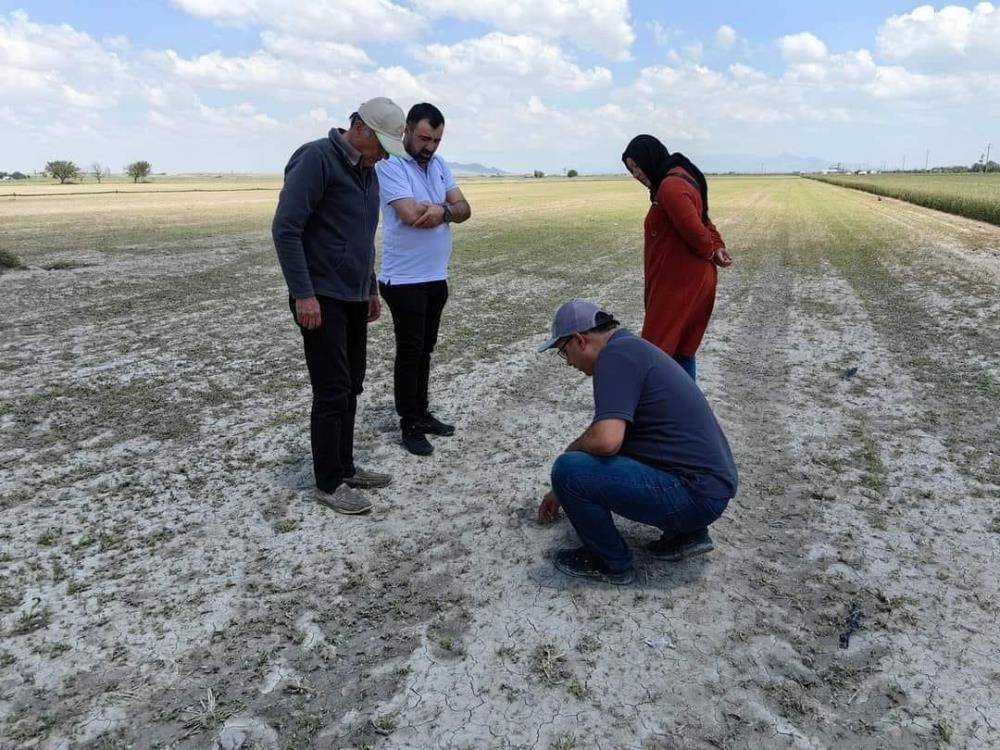 Konya’da dolunun vurduğu tarım arazilerinde hasar tespiti 1