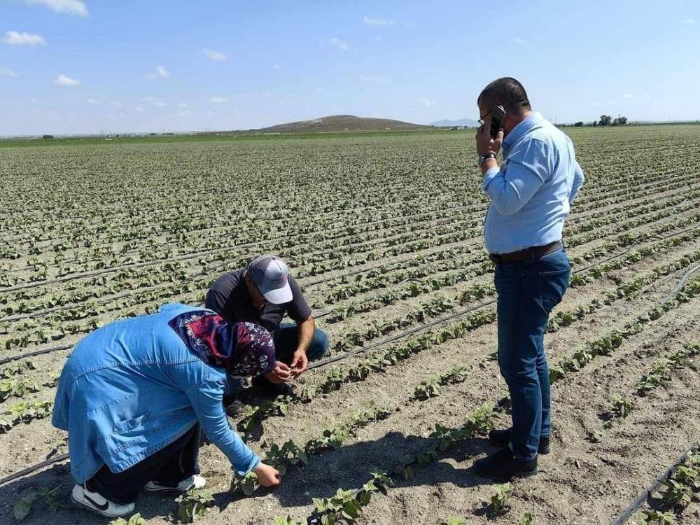 Konya’da dolunun vurduğu tarım arazilerinde hasar tespiti 2