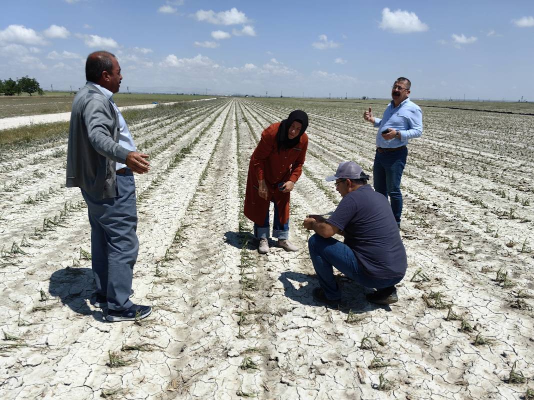 Konya’da dolunun vurduğu tarım arazilerinde hasar tespiti 6