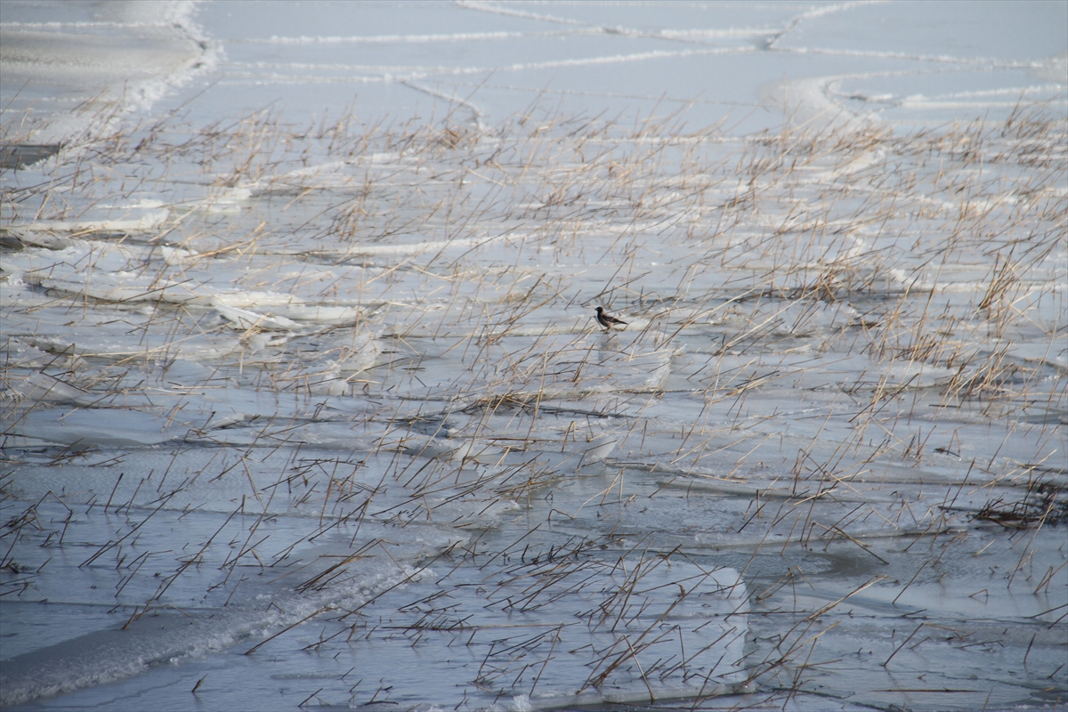Kıyı kesimleri buz tutan Beyşehir Gölü'nden kartpostallık kareler 7