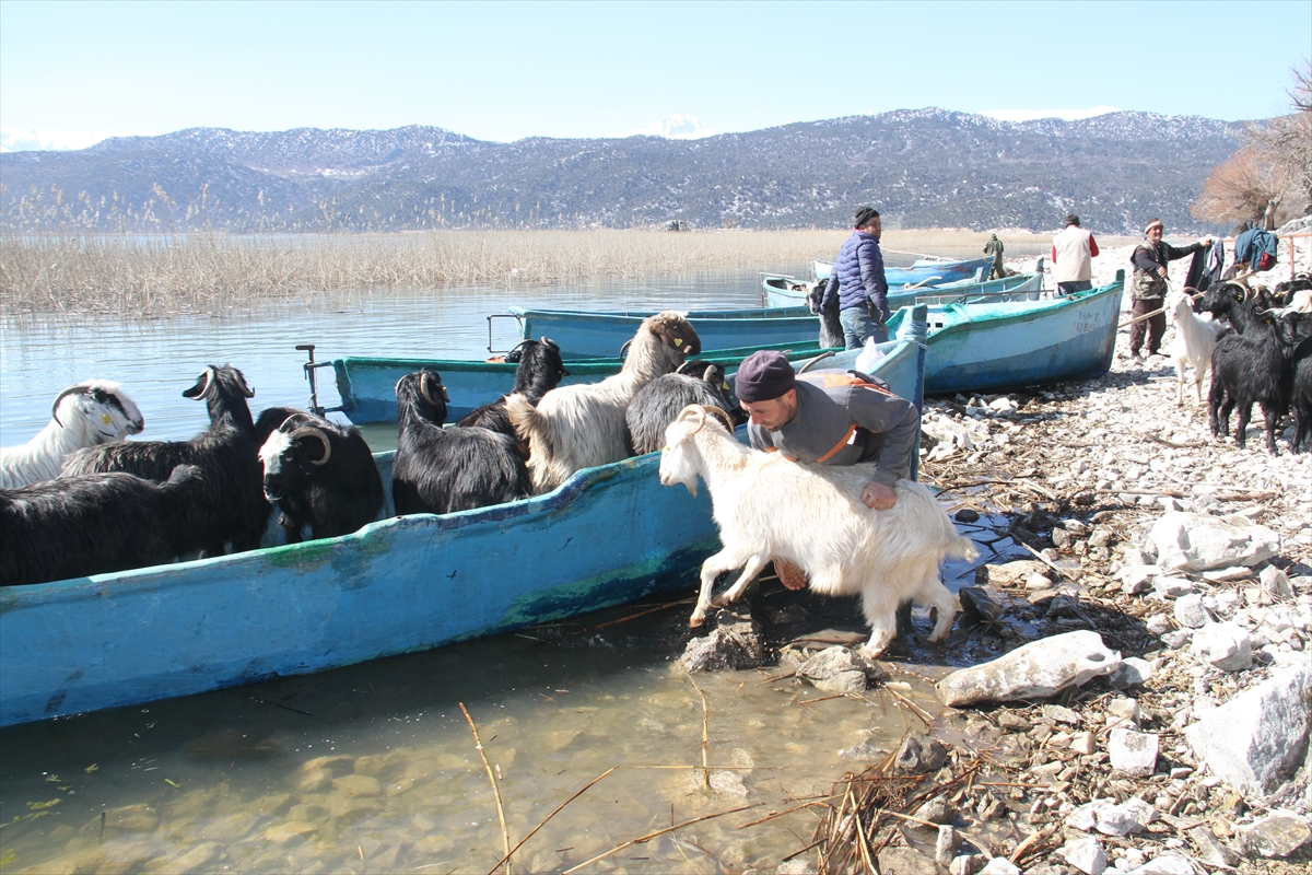 Konya'da keçilerin göl üzerinde balıkçı tekneleriyle dönüş yolculuğu 1