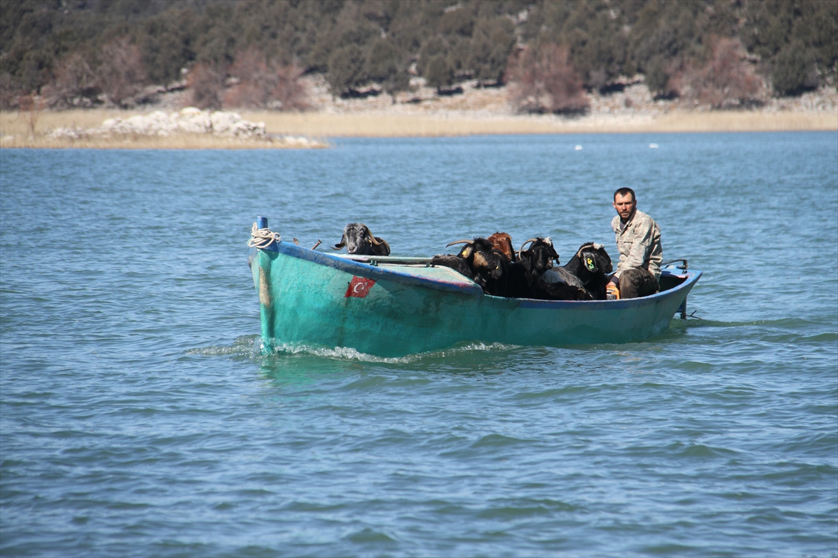 Konya'da keçilerin göl üzerinde balıkçı tekneleriyle dönüş yolculuğu 10