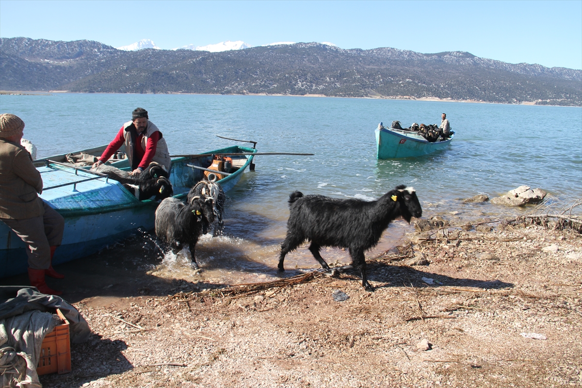 Konya'da keçilerin göl üzerinde balıkçı tekneleriyle dönüş yolculuğu 11
