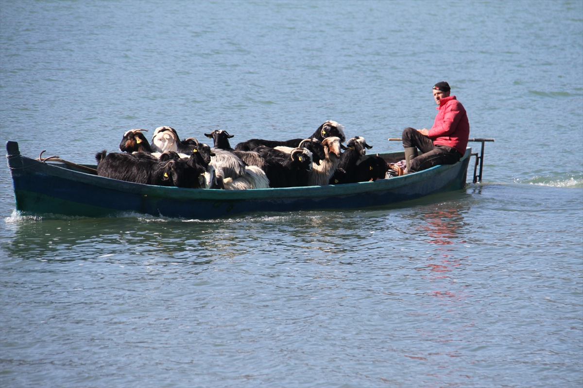 Konya'da keçilerin göl üzerinde balıkçı tekneleriyle dönüş yolculuğu 13