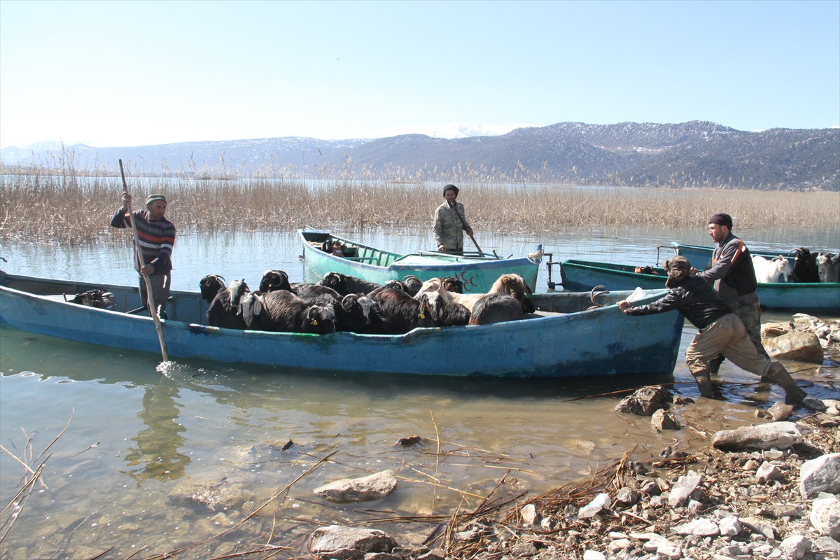 Konya'da keçilerin göl üzerinde balıkçı tekneleriyle dönüş yolculuğu 18