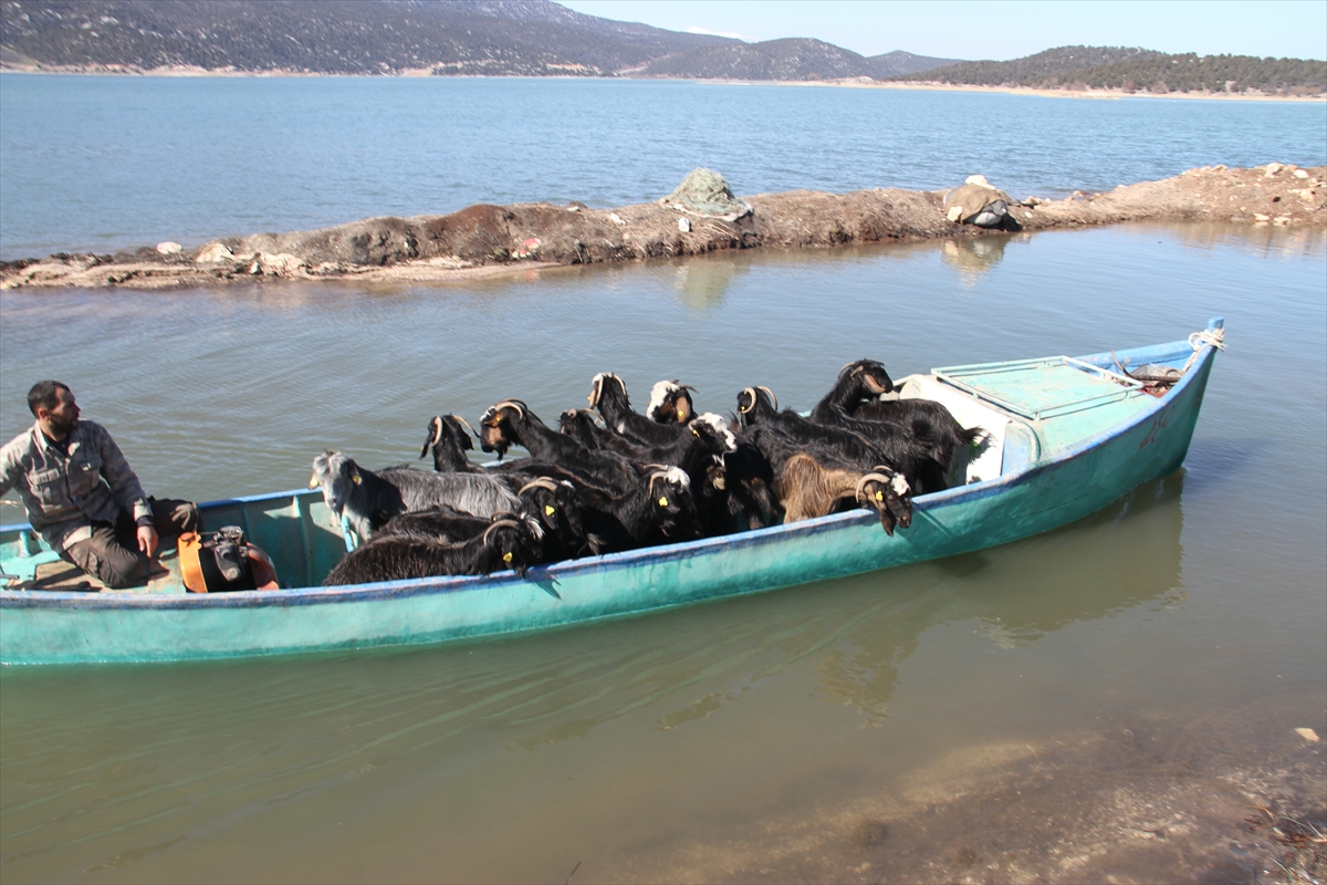 Konya'da keçilerin göl üzerinde balıkçı tekneleriyle dönüş yolculuğu 20
