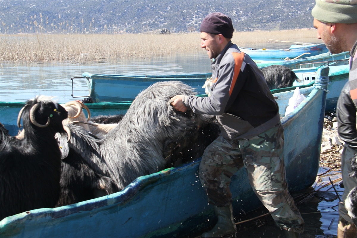 Konya'da keçilerin göl üzerinde balıkçı tekneleriyle dönüş yolculuğu 3