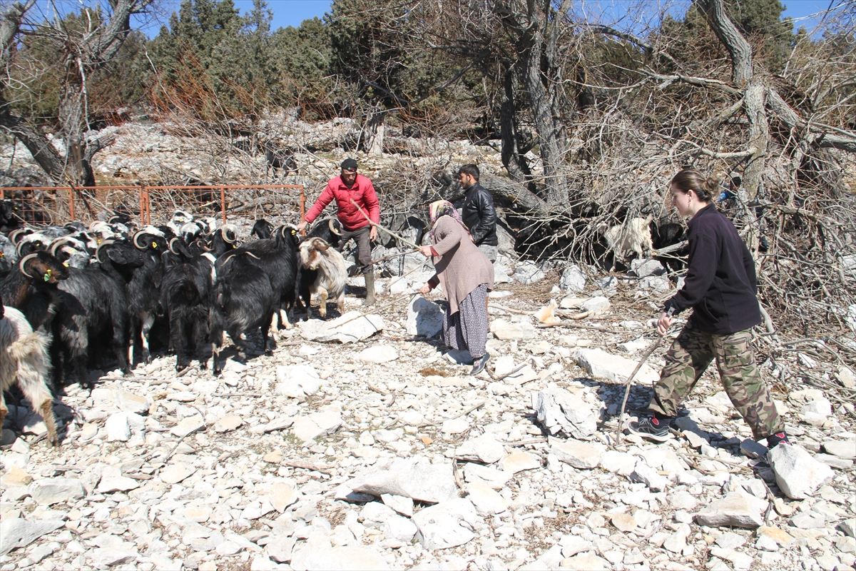 Konya'da keçilerin göl üzerinde balıkçı tekneleriyle dönüş yolculuğu 5