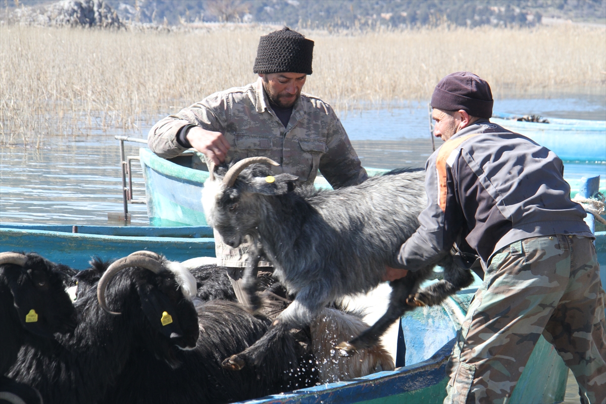 Konya'da keçilerin göl üzerinde balıkçı tekneleriyle dönüş yolculuğu 6