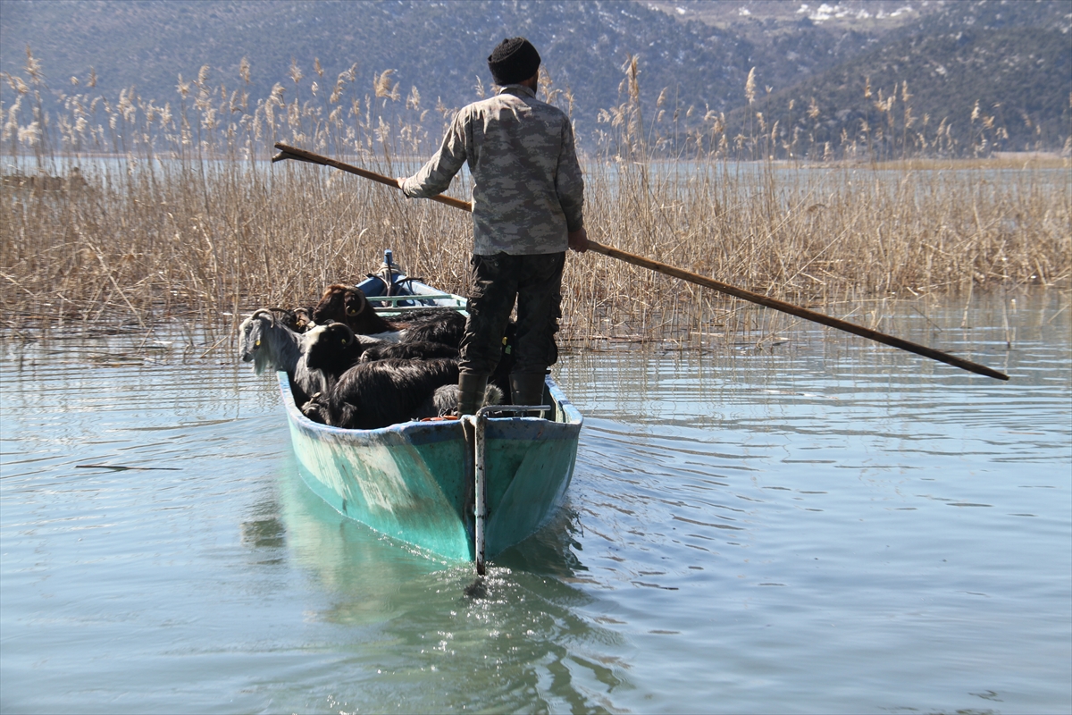 Konya'da keçilerin göl üzerinde balıkçı tekneleriyle dönüş yolculuğu 7