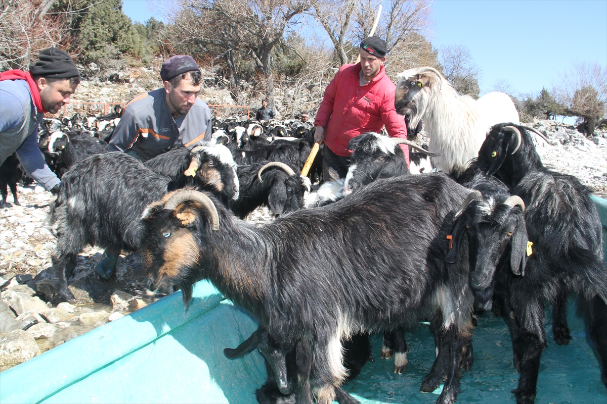 Konya'da keçilerin göl üzerinde balıkçı tekneleriyle dönüş yolculuğu 8