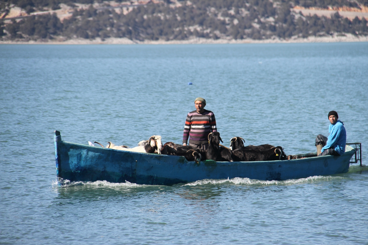 Konya'da keçilerin göl üzerinde balıkçı tekneleriyle dönüş yolculuğu 9