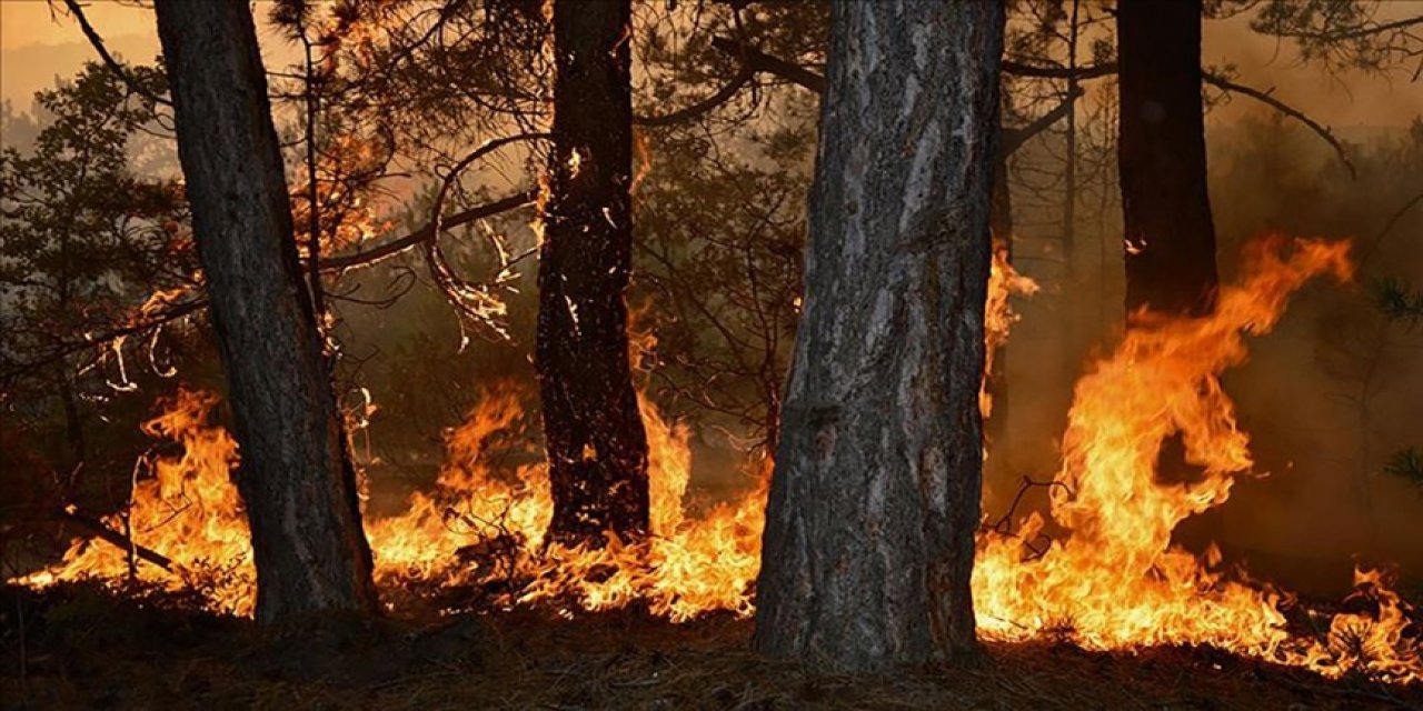 Tarihi yangında zarar gören ormanlar bu hale geldi
