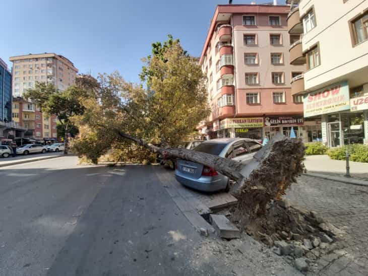Konya’da tırın çarptığı ağaç, araçların üzerine devrilmişti!