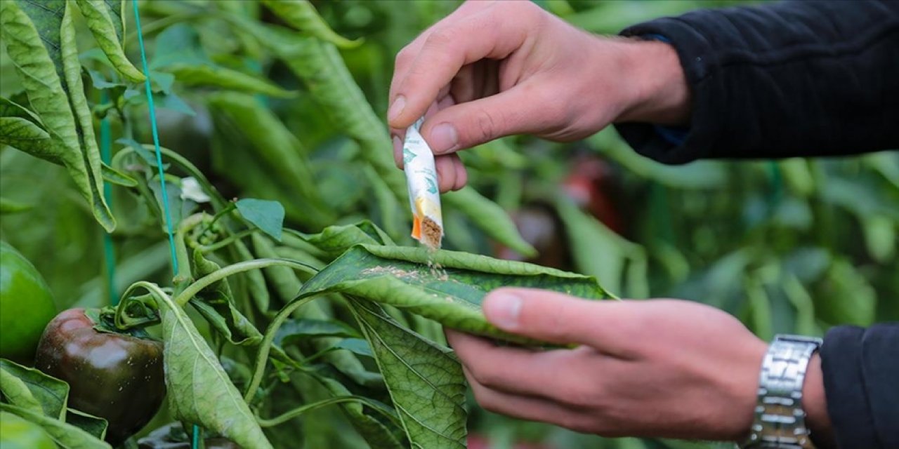 İlaç yerine faydalı böcek kullanılıyor