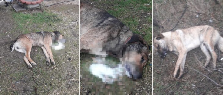 Vahşet! Konya'da 7 köpeği öldüren şüpheliler koyunlar ile hindileri çaldı