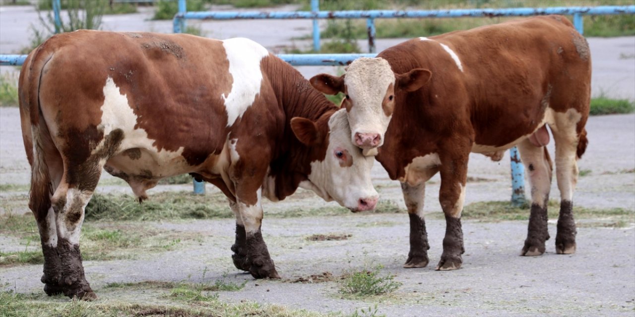 Şap karantinası nedeniyle bir ilimizde kurbanlık pazarı açılmayacak