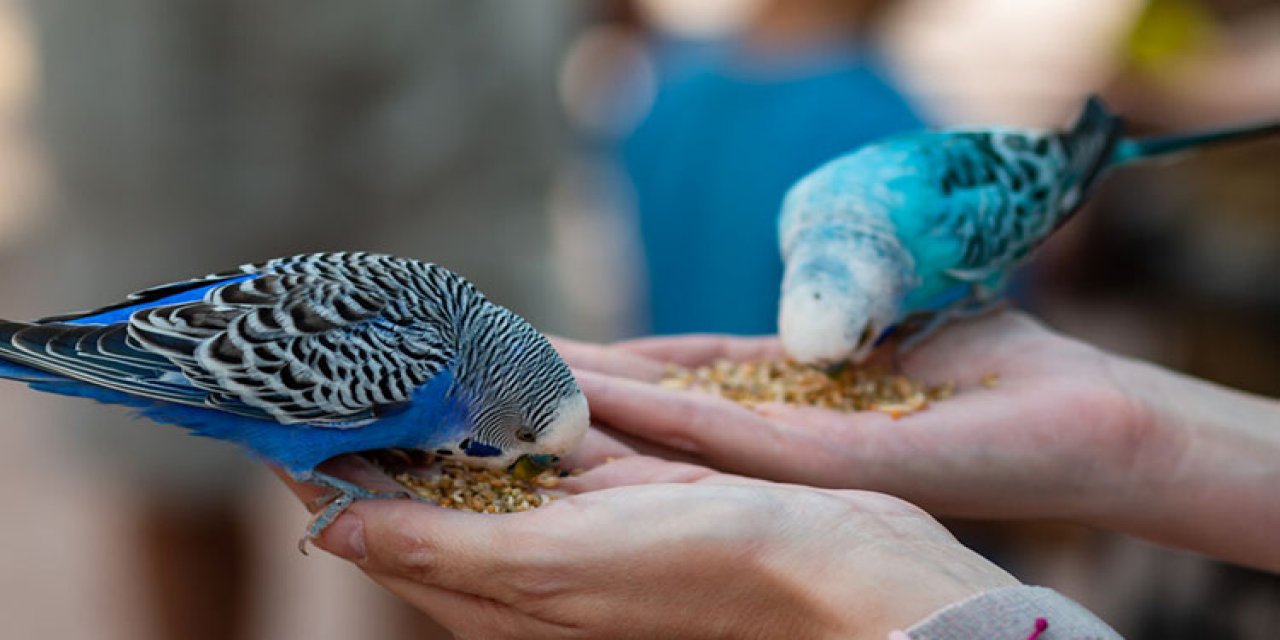 Kuş besleyenlere kötü haber: Akciğerleriniz tehlike altında!