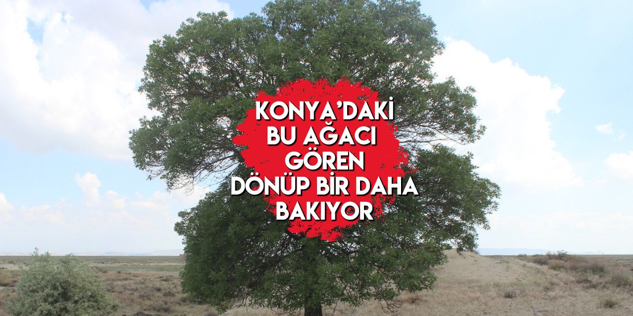 Konya’da kökleri dışarıda kalan 2 ağaç göreni şaşkına çeviriyor