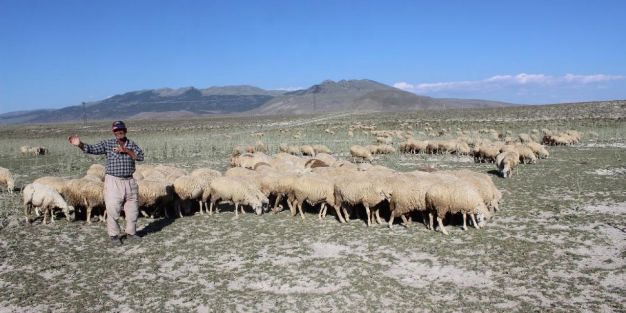 Konya'da son yağışlar umut oldu! Meralar koyun sürüleriyle şenleniyor
