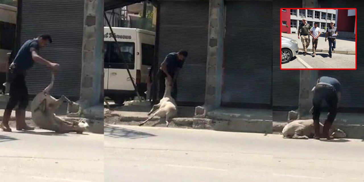 Koyunu döverek bayıltan kasabın savunması pes dedirtti