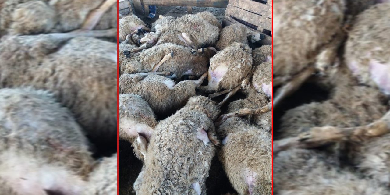 Ağıla giren besici gördüğü manzara karşısında dondu kaldı!