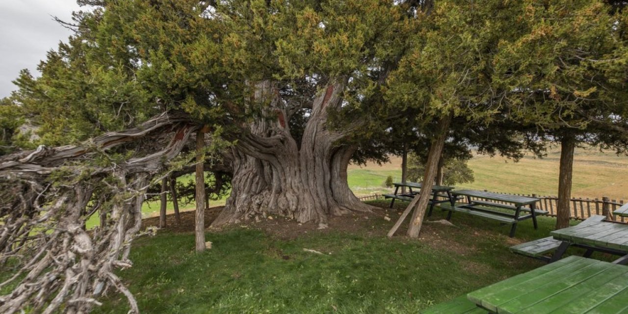 Konya’daki bu anıt ağaç, yaşıyla ilk 10’a girdi