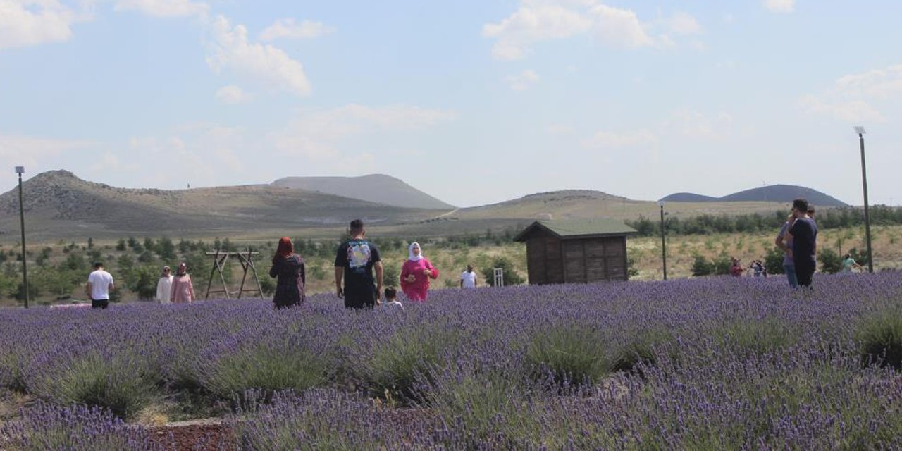 Konya’daki lavanta bahçesine turistlerden büyük ilgi
