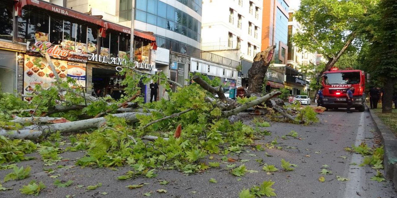 Bursa’nın asırlık çınarı devrildi