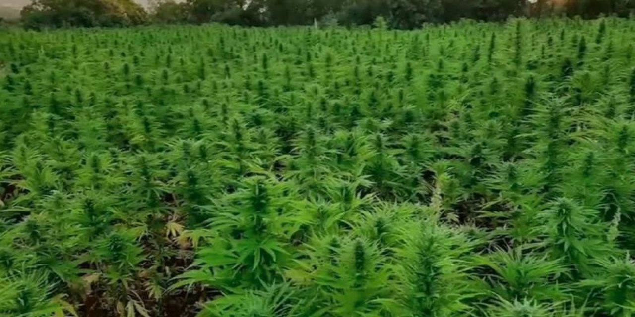 Milyonlarca kök kenevir ele geçirildi