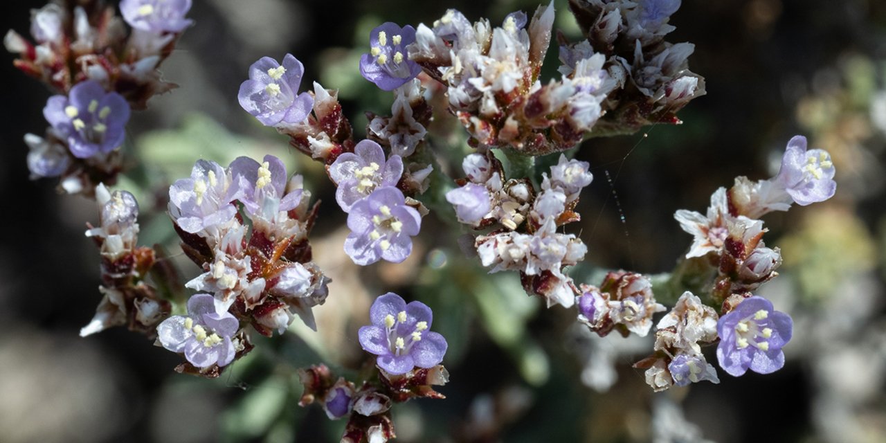 Bu ot dünya üzerinde sadece Konya Havzasında yetişiyor