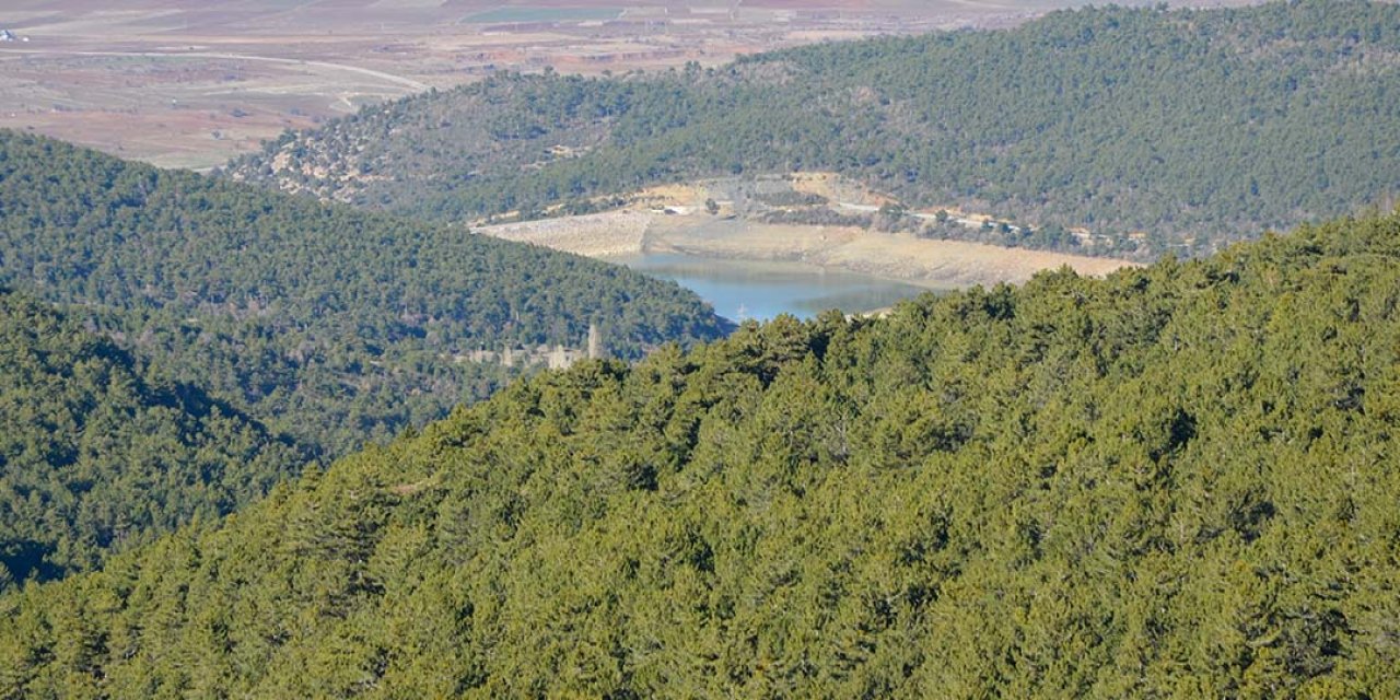 Konya’daki bu ormanda mangal yasaklandı