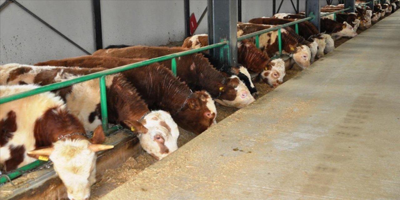 Türkiye'deki hayvan çiftliklerinin üretim kapasitesi bu yöntemle artırılacak